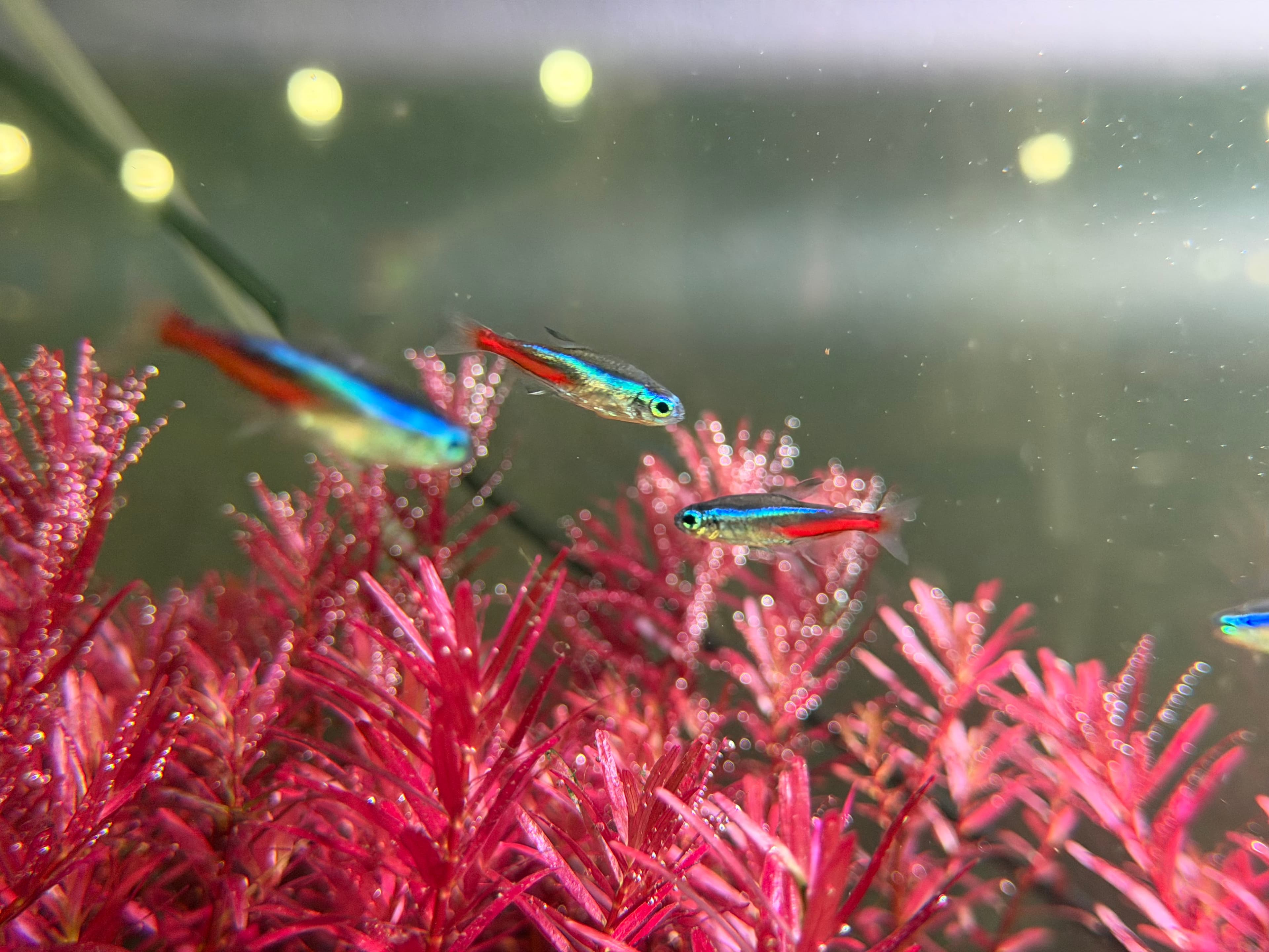 Fish consultation