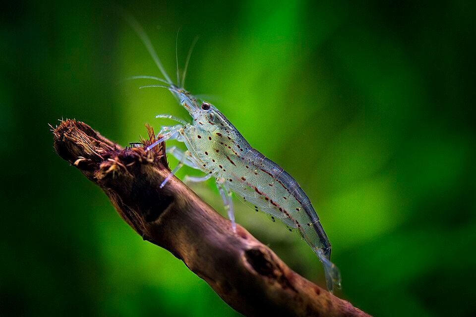 Amano shrimp