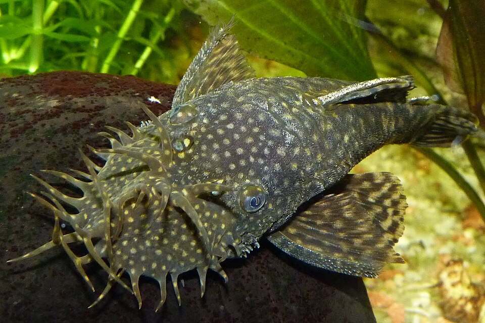 Bristlenose pleco