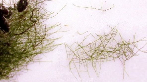 Filamentos rígidos e ramificados de Cladophora (amostra de Cladophora glomerata)