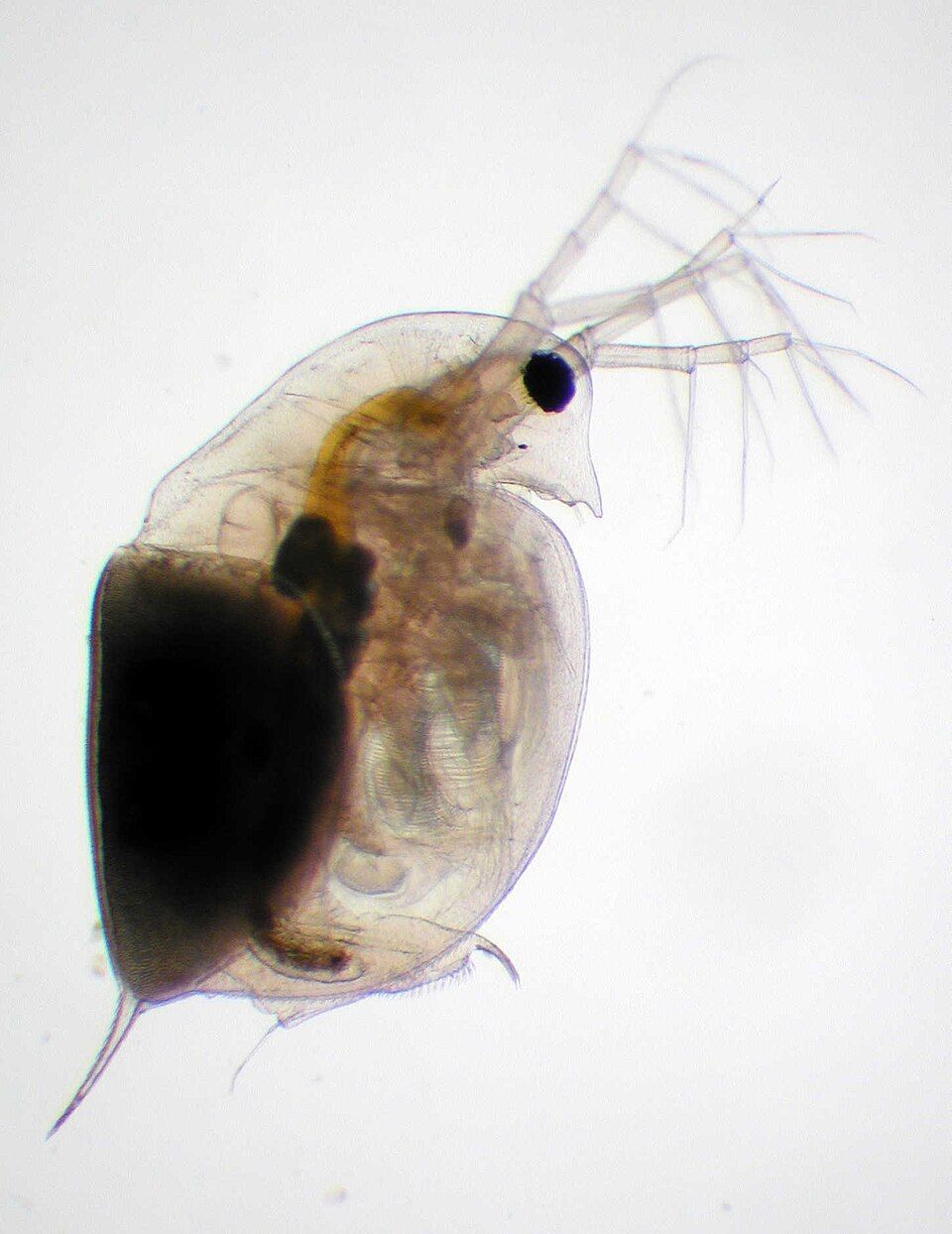 Daphnia