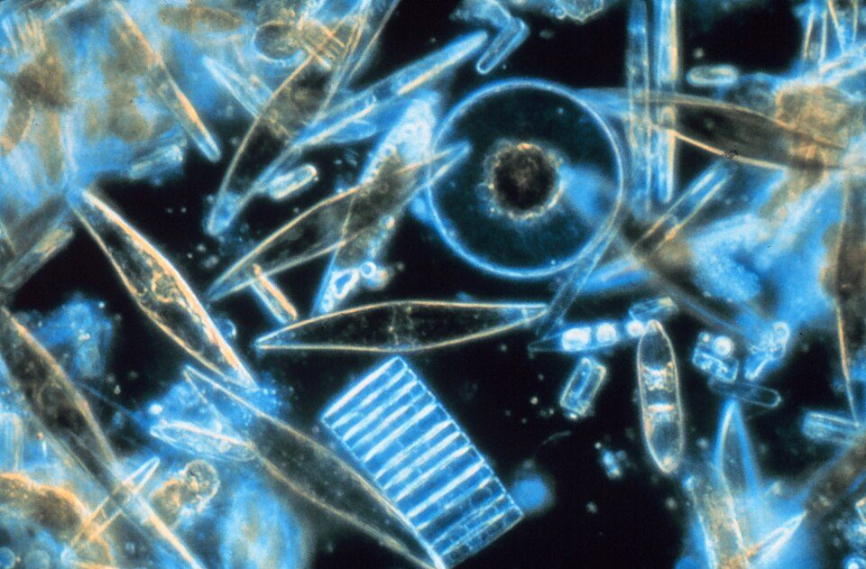 Diatomáceas ao microscópio: cada célula tem uma carapaça de sílica