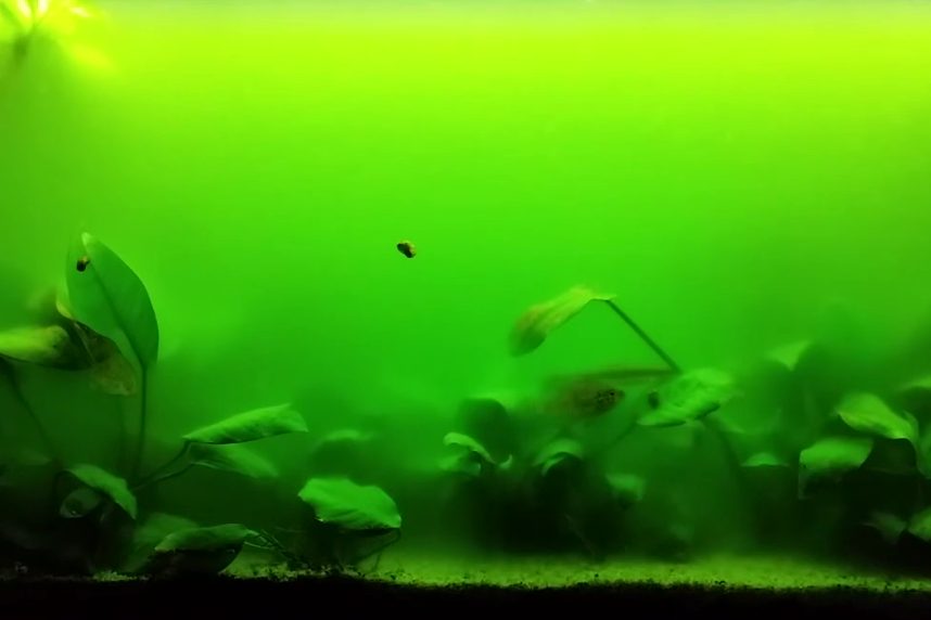 Água verde num aquário de água doce