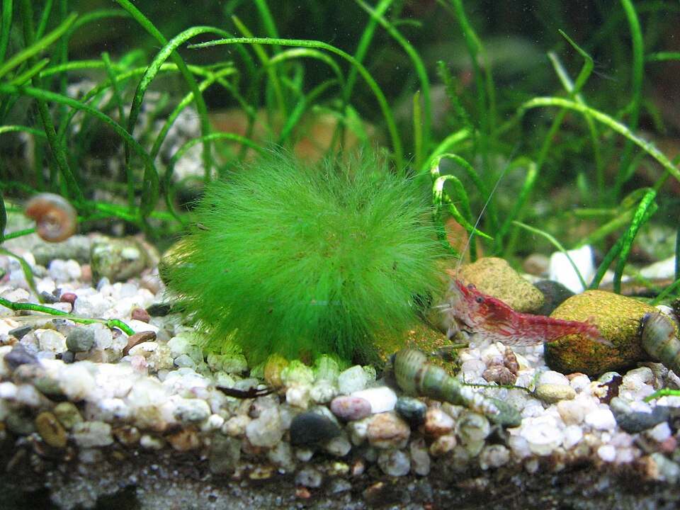 Tufo de alga verde filamentosa num aquário (o autor da foto não identificou a espécie)