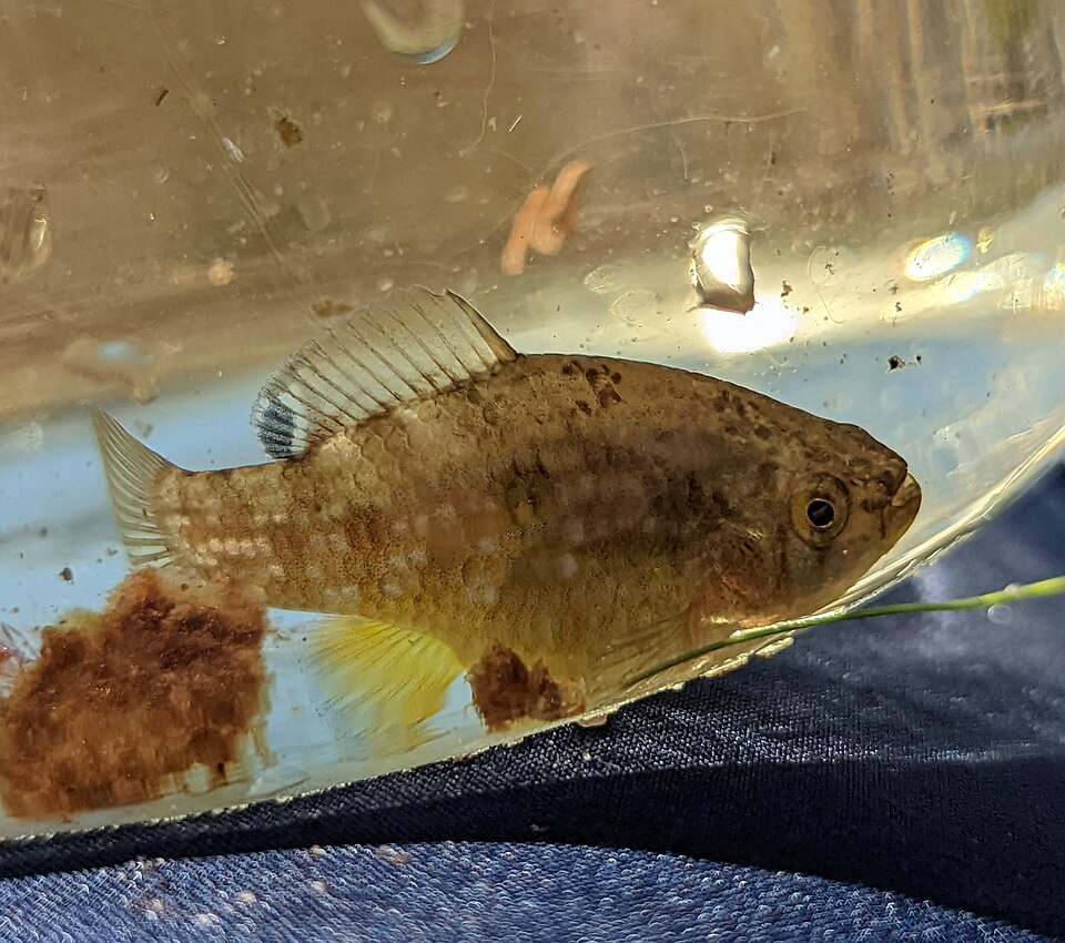Florida flagfish