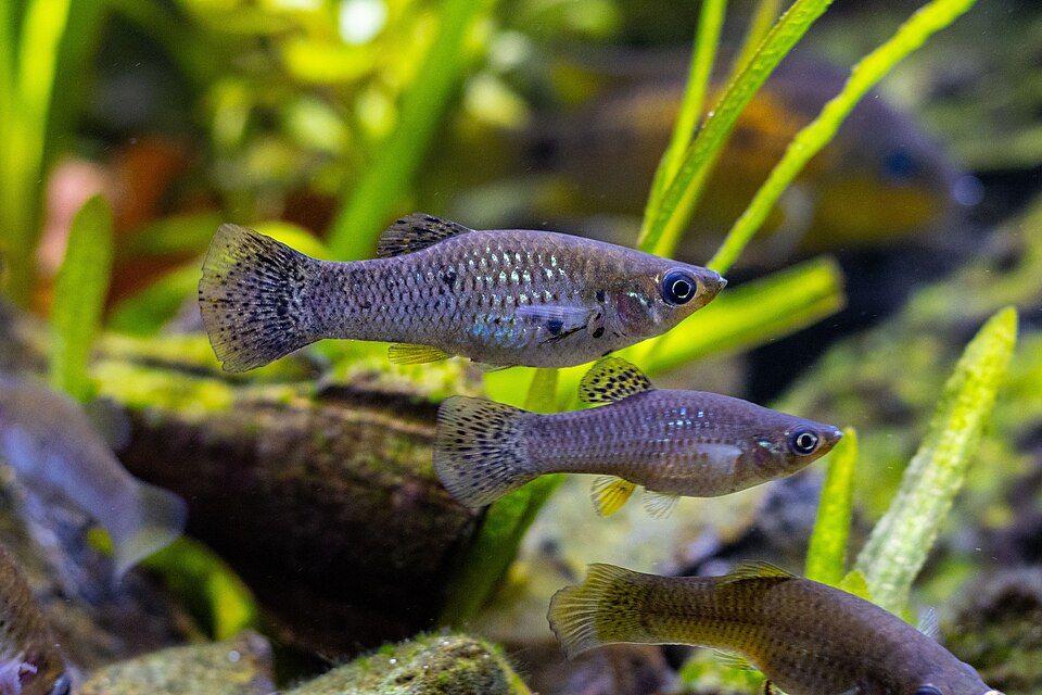 Molly, platy