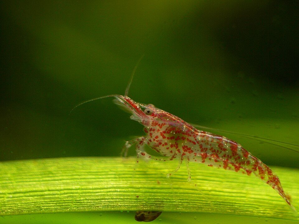 Cherry shrimp