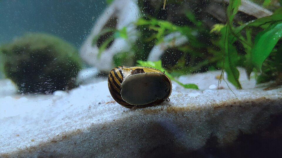 Nerite snail