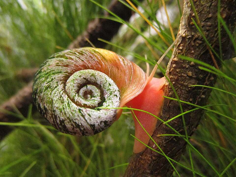 Ramshorn snail