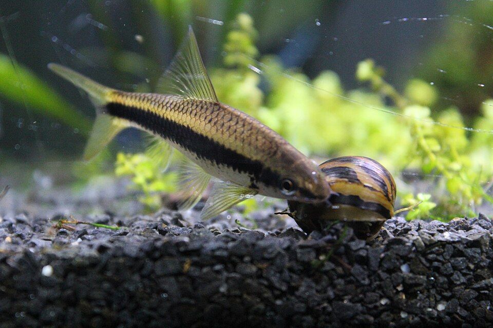 Siamese algae eater