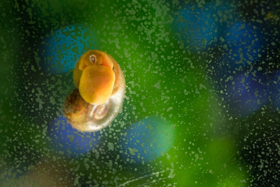 Um caracol abre um caminho na película verde do vidro