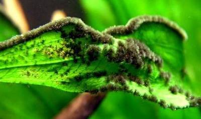 Black Beard Algae: pincéis escuros ao longo da margem da folha
