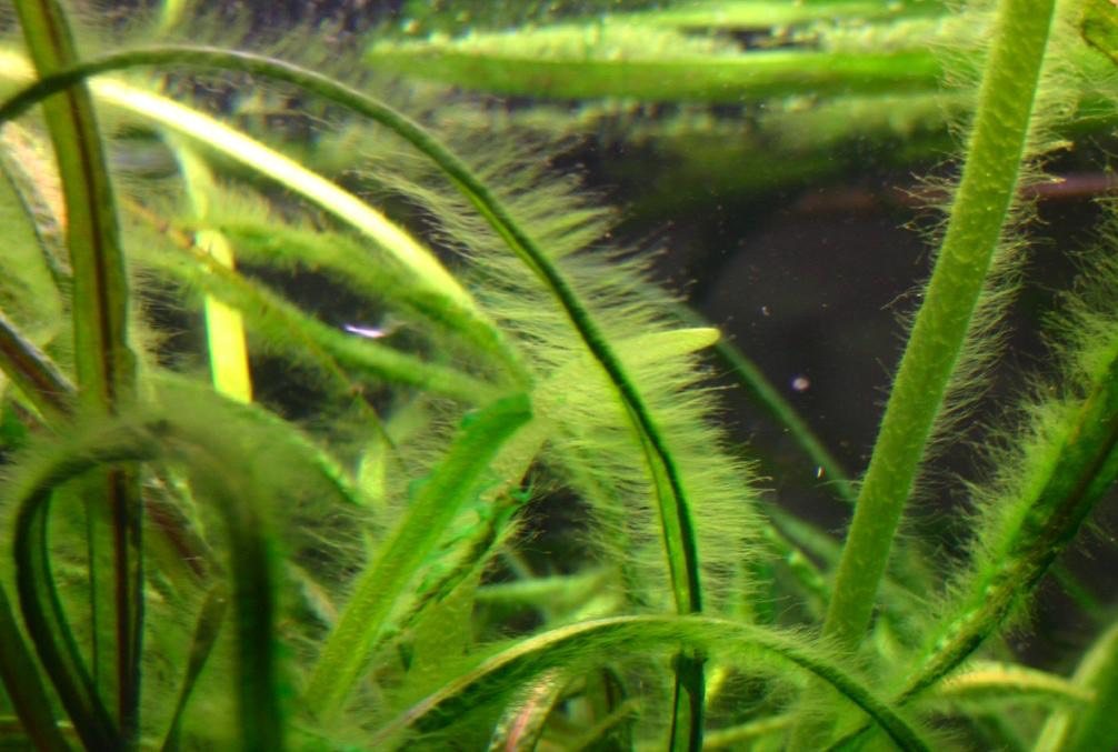 Fuzz Algae: penugem verde curta ao longo das folhas