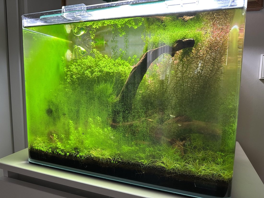 Green Dust Algae: os vidros do aquário cobertos de pó verde