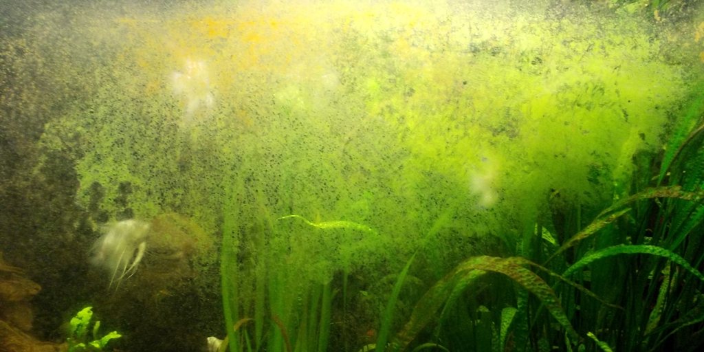A película vista de perto: camada verde solta no vidro