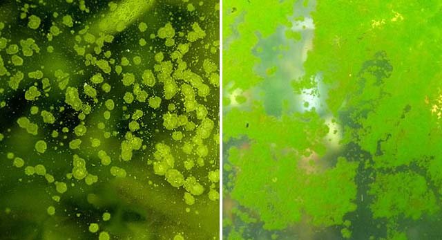Green Spot Algae no vidro: pontos isolados e película já unida
