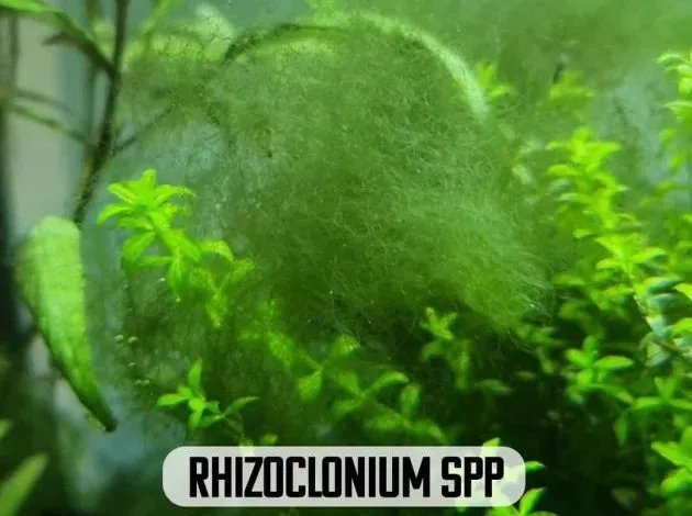 Rhizoclonium: nuvem solta de filamentos finos sobre as plantas