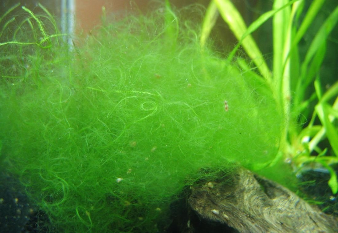Spirogyra: novelo de filamentos finos verde-vivos