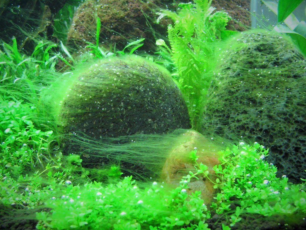 Filamentos verdes longos estendem-se pelas rochas e pelas plantas
