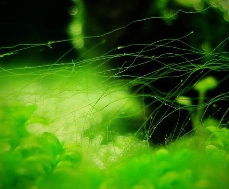Filamentos finos e isolados por cima das plantas rasteiras
